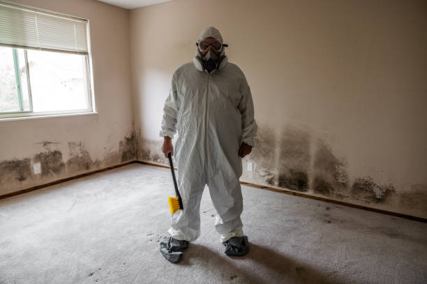 Best Emergency Mold Remediation  in Roscoe, IL